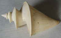 Thatcheria mirabilis 1)  Angas, 1877